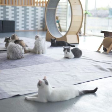 墾丁灰太狼教育園區 是採取放養式的餵養，裡面有親人可愛的動物，5-9月復育區還有許多獨角仙等著孩子們來體驗喔。特別是喜歡跟動物親近的朋友，來墾丁遊玩時，一定不要錯過 ! 
