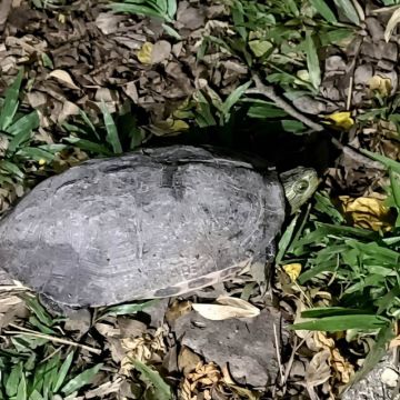 夜間生態遊程：由墾丁社頂部落解說員帶領遊客體驗社頂夜間的繽紛生態世界，像「交響樂團」演奏的蛙類，6到9月還有螢光蕈。當暑假來到墾丁夜晚不知何處去時別忘了參加，就在繁華的墾丁大街不遠處，靜謐的星空、奇妙的生物，絕對要讓您驚豔。