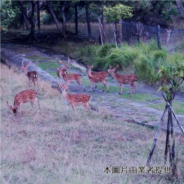 墾丁社頂部落，全台灣唯一一處復育梅花鹿的社頂工作站，在這工作站周圍以半圈養的方式來復育梅花鹿，跟著墾丁社頂部落社區人員的腳步體驗，說不定能夠發現到他的蹤跡喔！