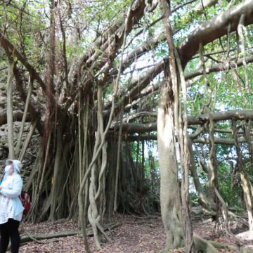 社頂公園因珊瑚礁岩較多，除了步道以外，地勢落差較大且較崎嶇，很難想像社頂公園的祕境裡竟是早期原住民的生活區域！

解說員帶領您到早期原住民賴以維生的水源-湧泉和種植的水稻區一探究竟，而且還可以看到因碳酸鈣化而經年累月自然形成的梯田。跟著古人足跡，一同來了解他們原始的生活~
