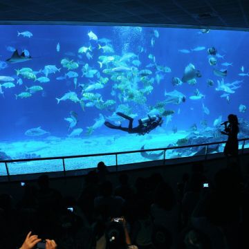 墾丁海生館門票~國立海洋生物博物館(海生館)位於後灣，是全台灣規模最大、館內魚類種類最豐富的。包含三層樓高的水族箱、海底隧道，或是可愛的企鵝、悠游自在的小白鯨與鯊魚，都讓人猶如親臨海底世界般，非常值得一遊，不僅適合家庭團體，就連大人們也能在這裡玩得十分盡興喔！