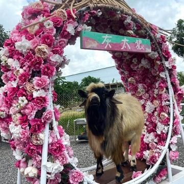 墾丁灰太狼教育園區 是採取放養式的餵養，裡面有親人可愛的動物，5-9月復育區還有許多獨角仙等著孩子們來體驗喔。特別是喜歡跟動物親近的朋友，來墾丁遊玩時，一定不要錯過 ! 