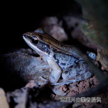 墾丁社頂部落解說員將帶領遊客體驗進入社頂夜間的繽紛生態世界，像「交響樂團」演奏的蛙類，6到9月還有螢光蕈。當暑假來到墾丁夜晚不知何處去時別忘了參加，就在繁華的墾丁大街不遠處，靜謐的星空、奇妙的生物，絕對要讓您驚豔。
