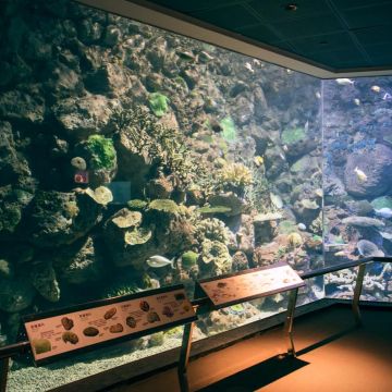 墾丁海生館門票~國立海洋生物博物館(海生館)位於後灣，是全台灣規模最大、館內魚類種類最豐富的。包含三層樓高的水族箱、海底隧道，或是可愛的企鵝、悠游自在的小白鯨與鯊魚，都讓人猶如親臨海底世界般，非常值得一遊，不僅適合家庭團體，就連大人們也能在這裡玩得十分盡興喔！