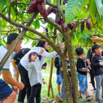 來到阿信巧克力農場，不僅能化身烘焙師、發揮創意親手DIY專屬巧克力，還能親自調配一瓶充滿幸福感的香草精油，讓濃郁的甜香與溫暖的精油香氣，徹底療癒你的身心靈。視覺、味覺與嗅覺的三重饗宴，快來農場帶走屬於你的雙倍幸福感吧！