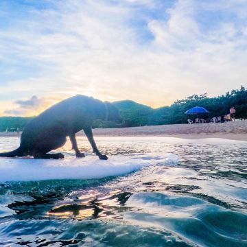 海洋友善店家-離海5min最新活動衝浪有專業教練會從零開始教學，讓新手也能體會衝浪的成就與喜悅，給自己一個機會，伸出你的手，遠離喧囂，感受衝浪的美好，一起愛上大海吧!也有提供寵物友善，可與心愛的寵物一起體驗衝浪噢!

