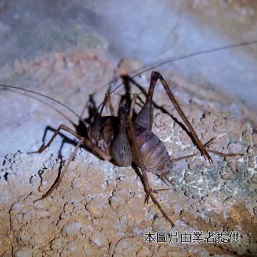 夜間生態遊程：由墾丁社頂部落解說員帶領遊客體驗社頂夜間的繽紛生態世界，像「交響樂團」演奏的蛙類，6到9月還有螢光蕈。當暑假來到墾丁夜晚不知何處去時別忘了參加，就在繁華的墾丁大街不遠處，靜謐的星空、奇妙的生物，絕對要讓您驚豔。