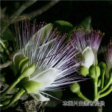 夜間生態遊程：由墾丁社頂部落解說員帶領遊客體驗社頂夜間的繽紛生態世界，像「交響樂團」演奏的蛙類，6到9月還有螢光蕈。當暑假來到墾丁夜晚不知何處去時別忘了參加，就在繁華的墾丁大街不遠處，靜謐的星空、奇妙的生物，絕對要讓您驚豔。