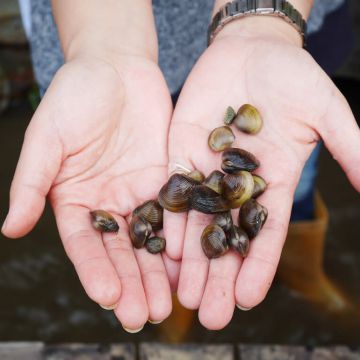 南台灣有機稻作區，龍水里，以培育出產琅嶠米出名，近年因生態意識抬頭，開始發展進行各項生態行程。龍水社區活動直接進入田埂間實作及導覽，除了能讓非農家出生的人享受完全新鮮又陌生的樂趣，也一併學習了解農作知識