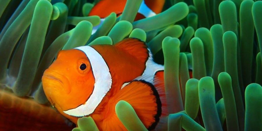 小丑魚悠游自在