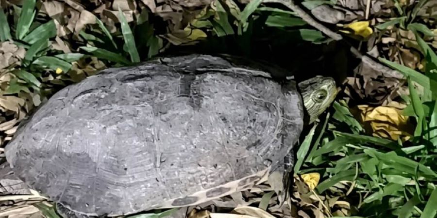 斑龜（又稱台灣龜、長尾龜）