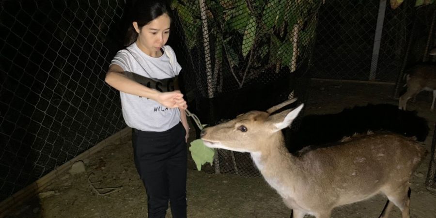 導覽員會詳細解說梅花鹿的生態與習性