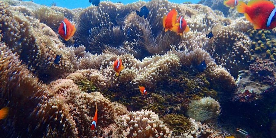海底景觀
